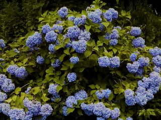 hydrangea.jpg